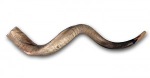 shofar YSY001(1)